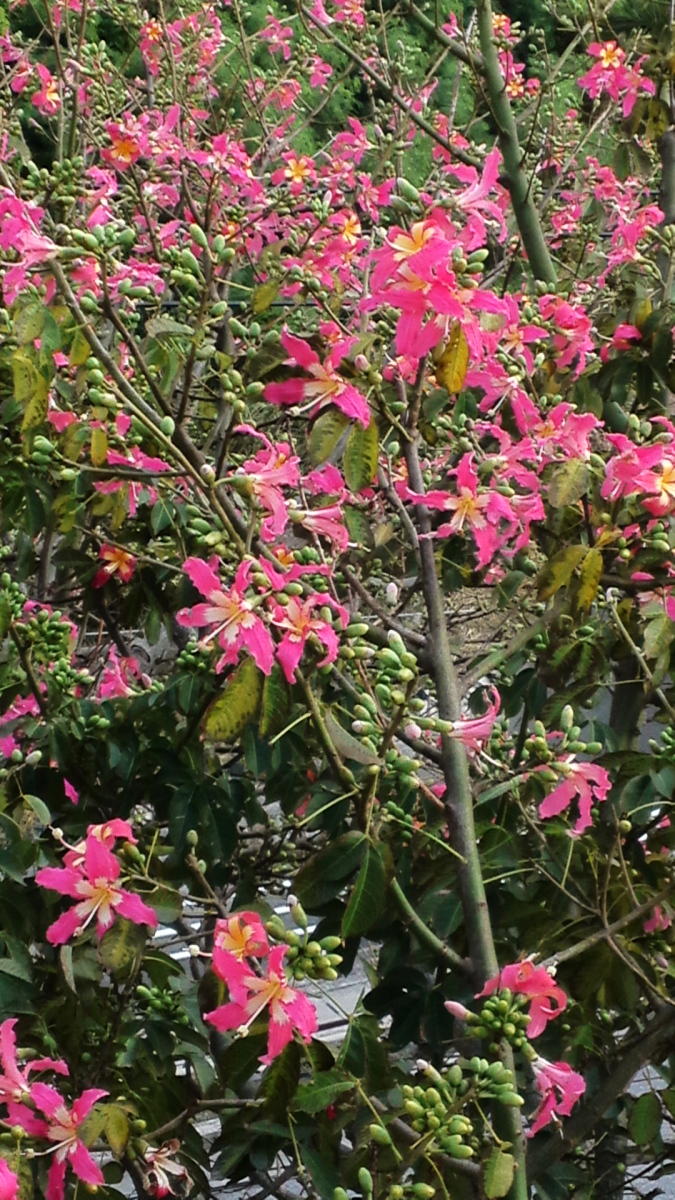 すべての花の画像 驚くばかりピンクの花 木 秋